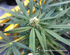 marijuana