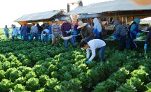 Migrant workers quickly chop and trim giant, lush heads of Romaine lettuce and toss them onto a conveyor belt for the next person.